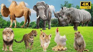 Lively Animal Sounds: Camel, Elephant, Lion, Leopard, Chicken, Monkey – Hilarious Farm Encounters