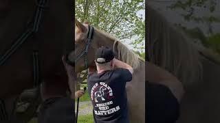 RESCUED PLOW HORSE LOVES HER ATLAS ADJUSTMENT  Animal Chiropractor