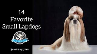 14 Favorite Small Lapdogs