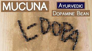 Mucuna Pruriens, The Ayurvedic Dopamine Bean