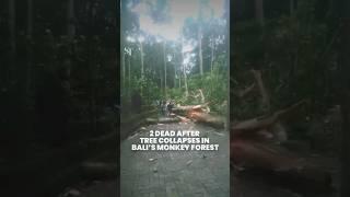 2 tourists killed after tree falls in Bali’s Monkey Forest