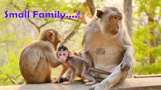 Beloved Small Family...Melona ,Jannie & Joanna Monkey Loves Together  And They Help Defend With Care