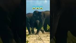 Elephant rampage #shorts #youtubeshorts #shortsfeed #elephant #rampage