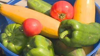Tips and tricks for successful vegetable gardening