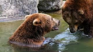 2 Brown Bears Together