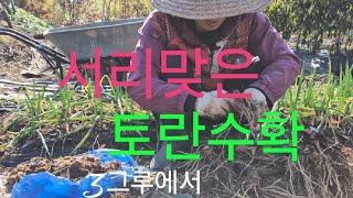 토란수확 서리맞은#토란수확#241109#고니팜