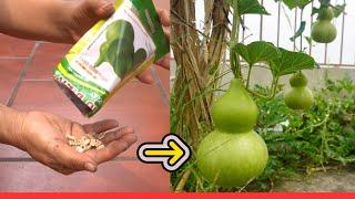 Can You Believe You Can Grow These? Weird Natural Water Bottles or Gourd Shapes | Nana Garden Ideas