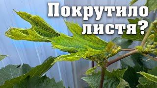 Покрутило листя на винограді. Листя схоже на гусячу лапку? Яка причина і що з нею робити