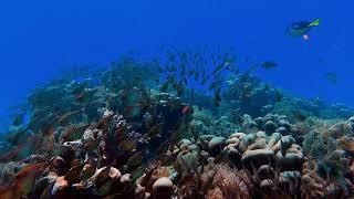 FREE STOCK FOOTAGE Great Barrier Reef COPYRIGHT FREE VIDEO