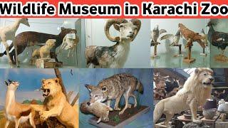 Karachi Zoo Museum 2024 | Wildlife Museum in Karachi Zoo | Wildlife Animals Museum