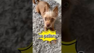 На работу? #maxdog #pets #собака #животные #maxushalove #pets #собака #щенокмилашка  #животные