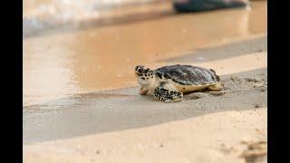 Jumeirah Celebrates 20 Years of Turtle Conservation with Dubai Turtle Rehabilitation Programme