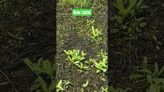 Watch These Cute Tadpoles Swim Around! #cute #tadpole #tadpoles #nature #frog