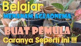 MERAWAT AGLAONEMA SAHABATKU (Tips praktis buatnya)