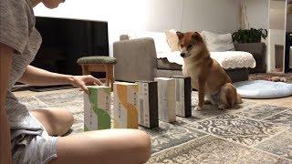 な〜んだ、押すだけ？ほれっ。学習能力の高いゆきちゃん。 Don't push the box without my cue.     柴犬ゆき Shiba inu, Yuki