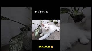 Persian kitten ll Pets Shorts ll Doll face persian cat ll cute face kitten @pravardhmysore