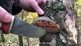 Mikhail Vishnevskiy - how to distinguish chaga from burl and from other tinder fungi ENG SUBS