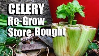 How to Grow Celery the Easy Way From Organic Store Bought Celery (Inside or Outside)