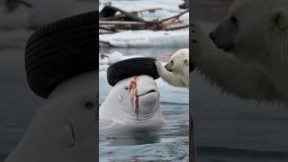 The story of rescuing Beluga whales in the Arctic