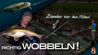 Zander-Wobbeln erklärt! So ticken Zander in der Nacht!