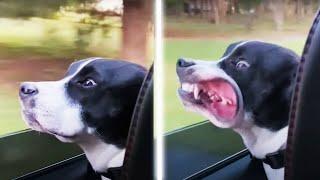 These Funny Cats And Dogs Will Make Your Day!! AFV 2022