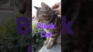 #shortsvideo #shortsfeed #blackcat #mspetsvlogs #shortsviral #viralshorts #viralvideo #youtubeshorts