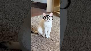 Cat Dad Jokes with William #devonrex  #dadjokes  #funnycats  ￼