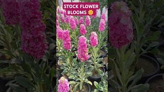 Stock Flower Full Blooms in Spring | Stunning Flowering Update  #shorts #stockflower