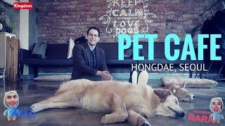 Dog Cafe in Hongdae, Seoul... Korean Pet Cafe.