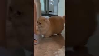 Cute cat bites his leg | Милый котик кусается за ножку #cat #youtubeshorts #cats #top #humor #wow