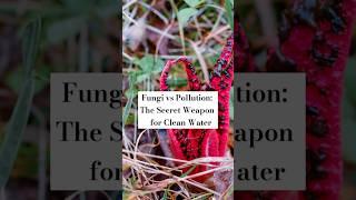 Fungi vs Pollution: The Secret Weapon for Clean Water #SaveOurPlanet #FungiPower #WaterSolutions