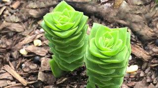 Crassula Varieties, including 'Stacked Crassula'  Varieties' - James Lucas Succulent collection