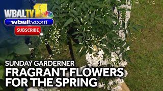 Sunday Gardener: Fragrant flowers for spring