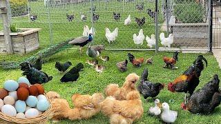 My Own Little Spring Haven: Raising Organic Poultry, Gardening & Cozy Cooking