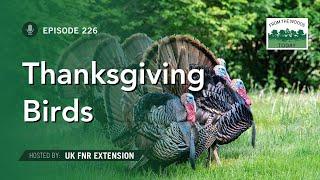 Thanksgiving Birds - From the Woods Today - Episode 226