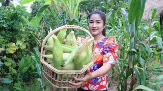 Raining season:  Harvest corn from backyard and cooking - Country chefs