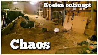 CHAOS in de stal in de Kerstnacht | Koeien ontsnapt | Boer Gerrit vlogt