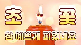 얼마전 일청에서 초꽃이 참 예쁘게 피었습니다. 서울점집 수연궁!!