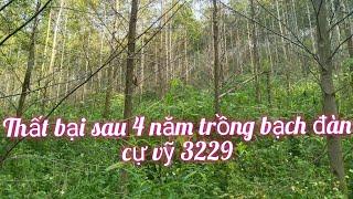 Thất bại khi trồng bạch đàn cự vĩ 3229.#bạch_đàn_tàu