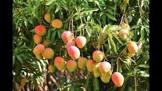 Grow big mango trees fast