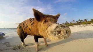 GoPro: Pig Island