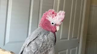 Galah - Rose Breasted Cockatoo Intro