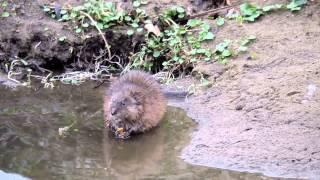 Capital Naturalist: Muskrat Feeding and Burrow