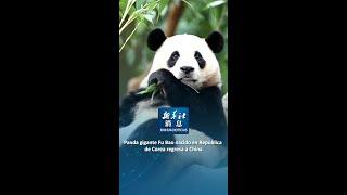 Xinhua Noticias | Panda gigante Fu Bao nacido en República de Corea regresa a China