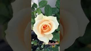 Peach Avalanche #gardening #shorts #shortsvideo #shortsfeed #youtubeshorts #love