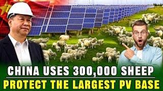 UNBELIEVABLE! China Raises 300,000 Sheep in Desert To Protect World's Largest Photovoltaic Base