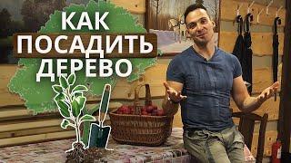 Что сажать на участке? | Правильная посадка деревьев