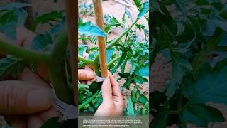 How to Support Tomato Plants for Better Growth #smartfarming #gardeningtips #plants