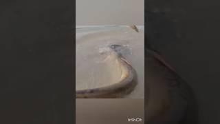 villagers hoke fishing big fish catching amazing #shorts #fishing #abdulsamifishing