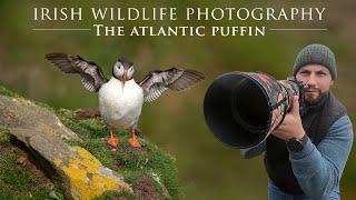 Atlantic Puffin - Saltee Islands, Irish Wildlife Photography